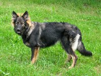 Ki-Shani